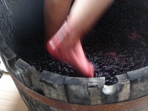 crushing the grapes with feet color