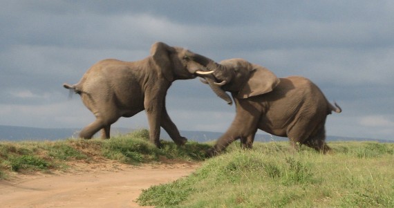 Elephants-Fighting