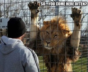 funny-lion-cage-zoo-guy